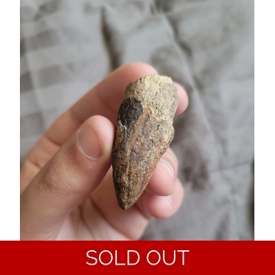 Rare Pachycephalosaurus Claw Bone Dinosaur Fossil Hell Creek FM Rare Pachycephalosaurus Claw Bone Dinosaur Fossil Hell Creek FM